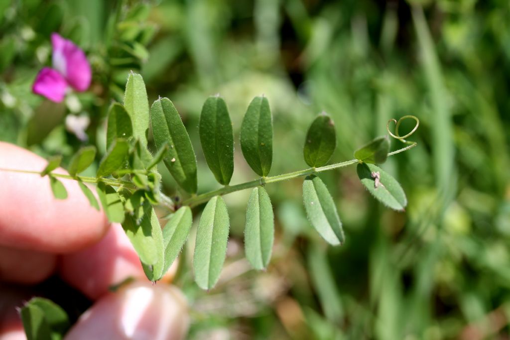Vicia sativa subsp. nigra / Veccia nera